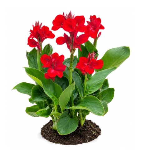 Votaniki Red Beauty Dwarf Canna #1 Size Rhizome, Vivid Red Summer Flowers, Compact Green Foliage for Containers, Sunny Borders, Patio Gardens and Tropical Displays