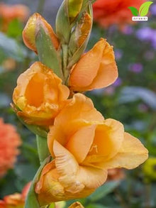 Votaniki Ovatie Gladiolus Bulbs Peach Orange Summer Bloom Flowers for Garden Beds Borders Outdoor Planting Full Sun Cut Flower Use (Pack of 250)