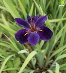 Votaniki Black Gamecock Louisiana Iris #1 Size Bare Root, Deep Purple 4 to 6 Inch Flowers for Rain Gardens, Water Gardens, Borders, Cut Flowers and Mass Planting