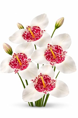 Votaniki Tigridia Pavonia Alba Grandiflora Bulbs for Planting White Tiger Flower Summer Blooming Perennial Easy to Grow Garden Beds Borders Containers Cut Flowers (250 Pack)