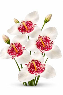 Votaniki Tigridia Pavonia Alba Grandiflora Bulbs for Planting White Tiger Flower Summer Blooming Perennial Easy to Grow Garden Beds Borders Containers Cut Flowers (250 Pack)