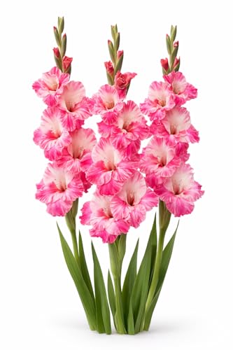 Votaniki Gladiolus Hugo Bulbs for Planting Giant Flowered Pink Summer Blooms Tall Spikes Cut Flower Garden Beds Borders Containers Outdoor Growing (Pack of 250)