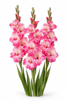 Votaniki Gladiolus Hugo Bulbs for Planting Giant Flowered Pink Summer Blooms Tall Spikes Cut Flower Garden Beds Borders Containers Outdoor Growing (Pack of 250)