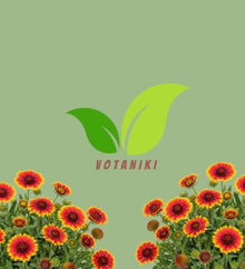 Votaniki Gaillardia aristata Arizona Sun Blanket Flower 3 Inch Root Starter Plant with Red and Yellow Blooms for Borders, Containers, Cut Flowers and Butterfly Gardens