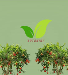 Votaniki Salavatski Pomegranate Live Fruit Plant 2 to 3 Ft Tall Cold Hardy Self Fertile Shrub with Large Red Arils for Home Orchards Edible Landscapes and Garden Growing