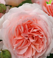 Votaniki Parfuma Bliss Floribunda Rose Bare Root Plant Creamy Pink Apricot Double Blooms Fragrant Repeat Flowering Disease Resistant Shrub Rose for Gardens Landscapes (12 Pack)