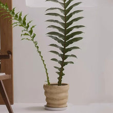 Flowerpot Clay Simple Pine Large Planter Living Room Indoor Floor Style Planting Tree Pot Garden Pots (Large)