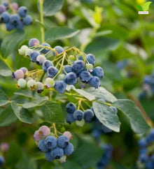 Votaniki Earliblue Blueberry #1 Size Plant, Early Season Sweet Light Blue Fruit, Upright Northern Highbush Shrub for Acidic Soil, Gardens, Patios and Edible Landscapes