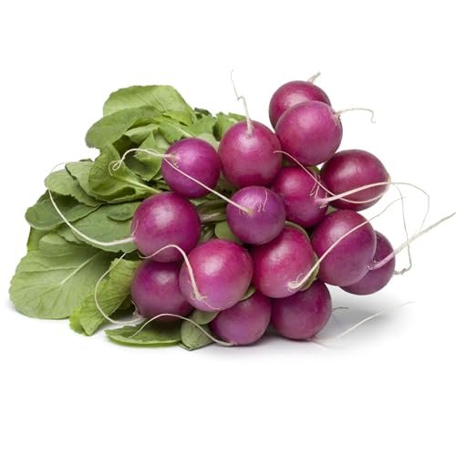 Mountain Valley Seed Co Purple Plum Radish Seeds 25 Lb Seeds Non-GMO