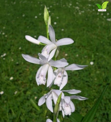 Votaniki Bletilla striata Alba Hardy Orchid #1 Size Root White Flowering Perennial with Iris Like Foliage for Woodland Gardens Borders Containers and Outdoor Landscapes