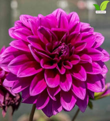 Votaniki Dahlia Le Baron Top Size Tubers Large Decorative Deep Purplish Red Fully Double Flowers Summer to Fall Bloom Plant for Borders Bouquets and Cut Flower Gardens (Pack of 25)