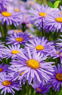 Votaniki Aster Bluebird #1 Size Bare Root Perennial Lavender Blue Flowering Plant for Garden Beds Borders Pollinator Friendly Late Season Bloom Full Sun Outdoor Planting (Pack of 25)