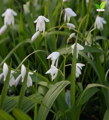 Votaniki Bletilla striata Alba Hardy Orchid #1 Size Root White Flowering Perennial with Iris Like Foliage for Woodland Gardens Borders Containers and Outdoor Landscapes