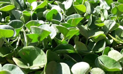Hancock Seed Co. Dichondra Seeds, 25 lbs.