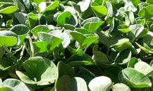 Hancock Seed Co. Dichondra Seeds, 50 lbs.