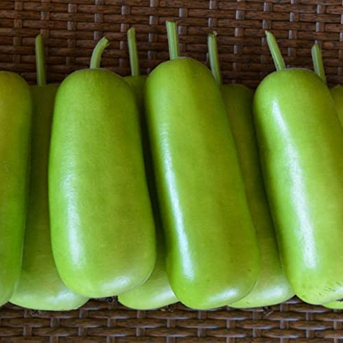 Kitazawa Seed Company Gourd Seeds Tai Hoo Hybrid Non-GMO 1 Lb ~2240 Seeds