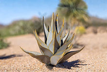 Desert Steel Sharkskin Agave - Small (22" W x 18" H) - Indoor/Outdoor Metal Yard Art & Yard Decor, All Weather