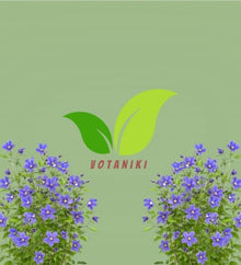 Votaniki Clematis Rain Dance Bush Clematis Grade 1 Root with Large Indigo Blue Flowers for Borders, Patio Containers, Cut Flower Gardens, Specimen Plantings and Garden Obelisks