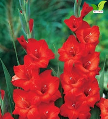 Votaniki Gladiolus Mascagni Top Size Bulbs Red Grandiflora Sword Lily Tall Flower Spikes Summer Blooming Cut Flower Garden Plant for Borders Full Sun (Pack of 250)