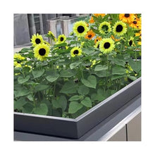 YUHUAWF Garden Bench Outdoor Flower Box Square Sales Department Commercial Beds Outside Street Horticultural Boxes Planter Box with Bench