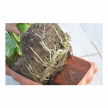 Improve Your Lawn and Garden with Soil Vigor for Long-Term Hydration and Nourishment! (40 Pounds)