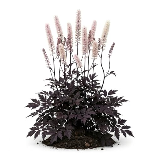 Votaniki Cimicifuga Chocoholic Perennial Roots Dark Bronze Purple Foliage Fragrant White Pink Bottlebrush Flowers for Shade Gardens Woodland Borders and Cut Flower Displays