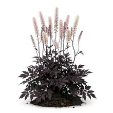 Votaniki Cimicifuga Chocoholic Perennial Roots Dark Bronze Purple Foliage Fragrant White Pink Bottlebrush Flowers for Shade Gardens Woodland Borders and Cut Flower Displays