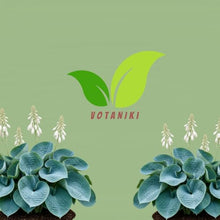 Votaniki Hosta Abiqua Drinking Gourd Bare Root Perennial Plant Dark Blue Green Cupped Foliage Shade Garden Plant White Summer Flowers Slug Resistant Woodland Accent (Pack of 25)