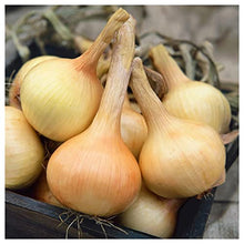 Everwilde Farms - 1 Lb Organic Walla Walla Onion Seeds - Gold Vault Packet