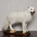 Generic Arctic Fox Taxidermy Mount Lifelike White Fox Decor