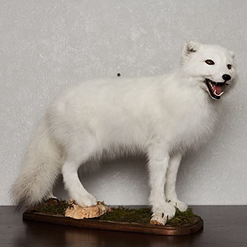 Generic Arctic Fox Taxidermy Mount Lifelike White Fox Decor