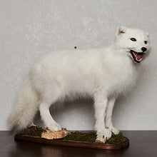 Generic Arctic Fox Taxidermy Mount Lifelike White Fox Decor