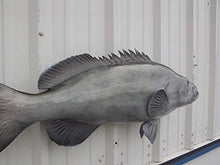 Mount This Fish Company 38" Gag Grouper Wall Mount Fish Replica Trophy Natural