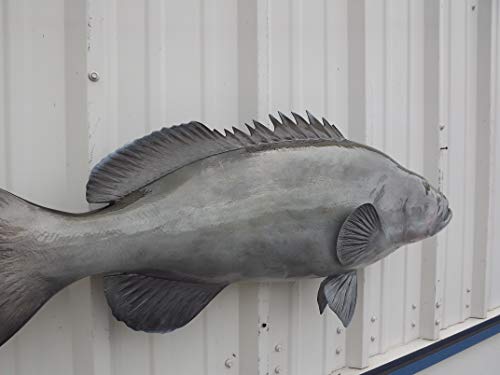 Mount This Fish Company 38" Gag Grouper Wall Mount Fish Replica Trophy Natural