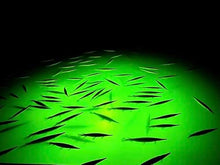Underwater FishLight Extra Bright 250W Double Light Natural Green
