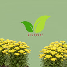 Votaniki Firefly Sunshine Yarrow Bare Root Perennial Bright Yellow Flowers Summer Blooming Drought Tolerant Upright Plant for Garden Borders Cut Flowers Outdoor Growing (Pack of 25)