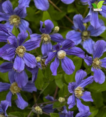 Votaniki Clematis Rain Dance Bush Clematis Grade 1 Root with Large Indigo Blue Flowers for Borders, Patio Containers, Cut Flower Gardens, Specimen Plantings and Garden Obelisks