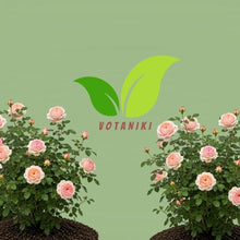 Votaniki Parfuma Bliss Floribunda Rose Bare Root Plant Creamy Pink Apricot Double Blooms Fragrant Repeat Flowering Disease Resistant Shrub Rose for Gardens Landscapes (12 Pack)