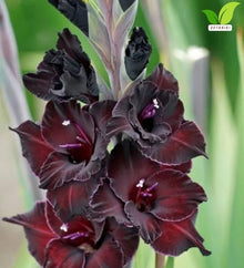 Votaniki Gladiolus Black Star Top Size Bulbs Deep Wine Red Summer Blooming Flower Spikes for Cut Flower Gardens Borders Landscaping and Outdoor Planting (Pack of 250)