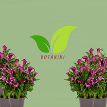 Votaniki Zantedeschia Paco Calla Lily Bulbs Dark Purple Flowers with Mauve Border for Garden Pots Cut Flower Production Late Spring Summer Bloom Container Plants (Pack of 25)