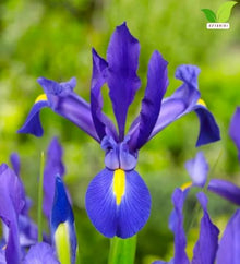 Votaniki Iris hollandica Blue Magic Dutch Iris Bulbs Deep Violet Blue Spring and Early Summer Blooming Flowers for Borders Landscaping Cottage Gardens and Cut Flower Displays (1000 Pack)