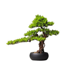 QWERAXZG Decoration Porch Chinese Home Hotel Model Room Simulation Welcome Pine Bonsai