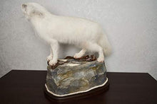 Generic Arctic Fox Taxidermy Mount Lifesize White