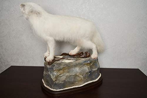 Generic Arctic Fox Taxidermy Mount Lifesize White
