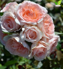 Votaniki Parfuma Bliss Floribunda Rose Bare Root Plant Creamy Pink Apricot Double Blooms Fragrant Repeat Flowering Disease Resistant Shrub Rose for Gardens Landscapes (4 Pack)