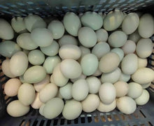 Electric Egg Washing Machine, Egg Surface Cleaning, Chicken Duck Goose Egg Washer Equipment, 2300 Pcs/H Egg Cleaner Wash Machine, for Breeding Farms and Farms