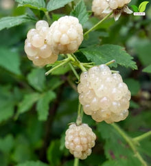 Votaniki Snowbank White BlackBerry 2 to 3 Ft Live Plant Rubus Hybrid Milky White Sweet Fruit Self Fertile Berry Bush for Home Gardens Trellis Growing and Backyard Orchards