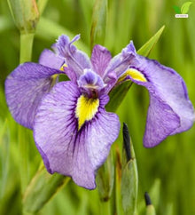 Votaniki Purple Dragon's Valley Pseudata Iris #1 Size Bare Root with Reddish Purple Blooms for Rain Gardens Borders Cut Flowers Mass Planting and Moist Garden Areas