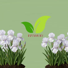 Votaniki Bearded Iris English Cottage Bare Root White Lilac Fragrant Flowers Spring Bloom Garden Border Cottage Landscape Full Sun Partial Shade (Pack of 25)