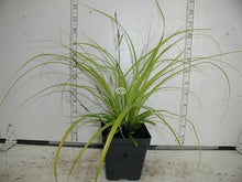 Classy Groundcovers: Everillo Sedge, 25 Pots - 3 1/4 in.
